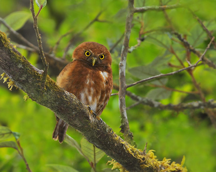Rufous Morph Costa Rican Pygmy-Owl Photograph by Tony Beck