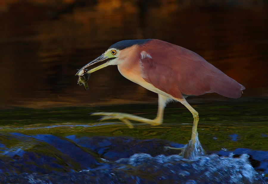 Rufous Night-heron Catch Photograph by Bruce J Robinson