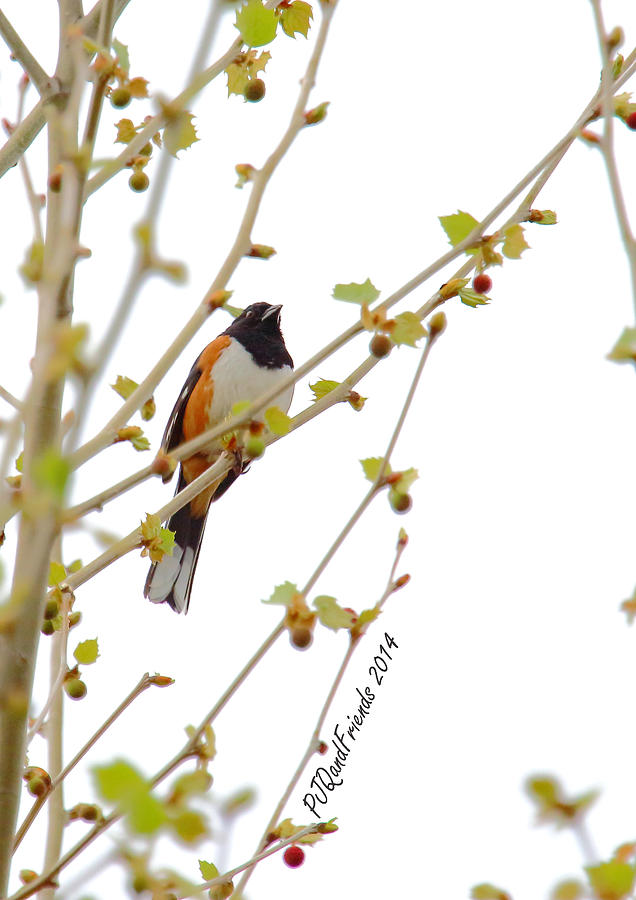 Rufous-sided Towhee in Tree Photograph by PJQandFriends Photography