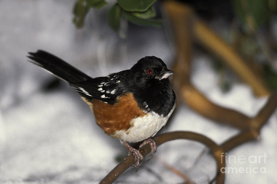 Rufous-sided Towhee Photograph by Ron Sanford