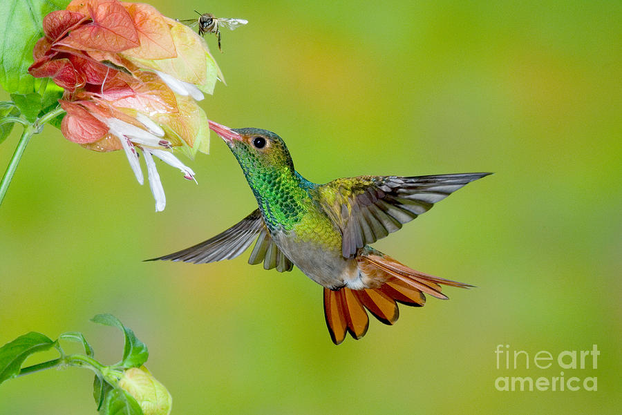 Wildlife Photograph - Rufous-tailed Hummingbird by Anthony Mercieca