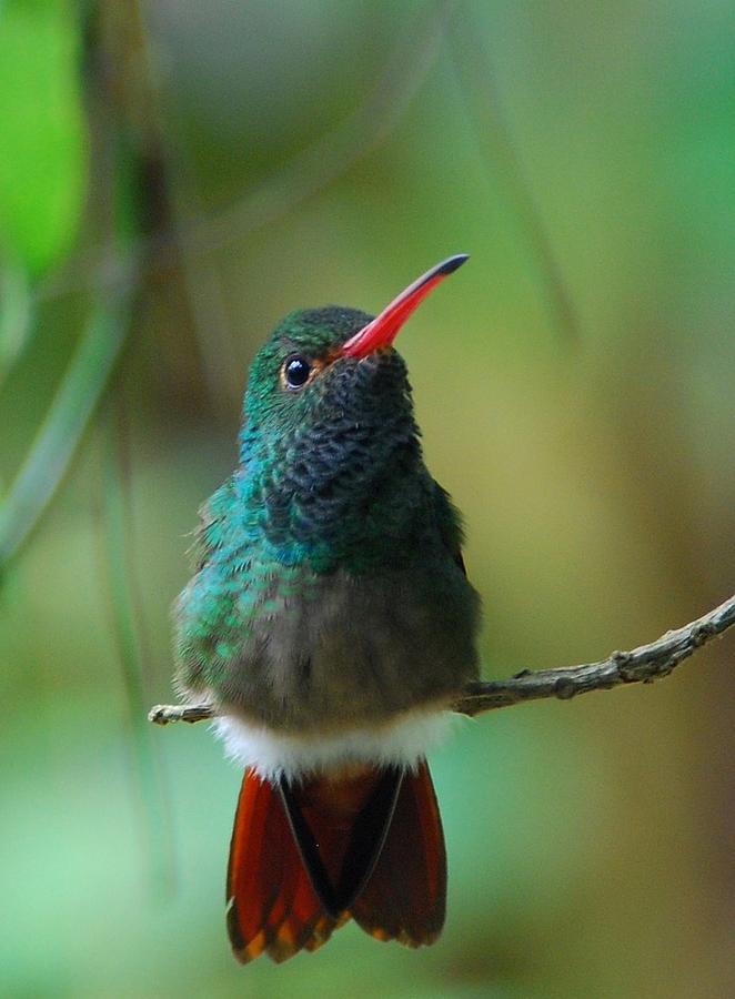 Rufous-tailed Hummingbird Photograph by Cascade Colors
