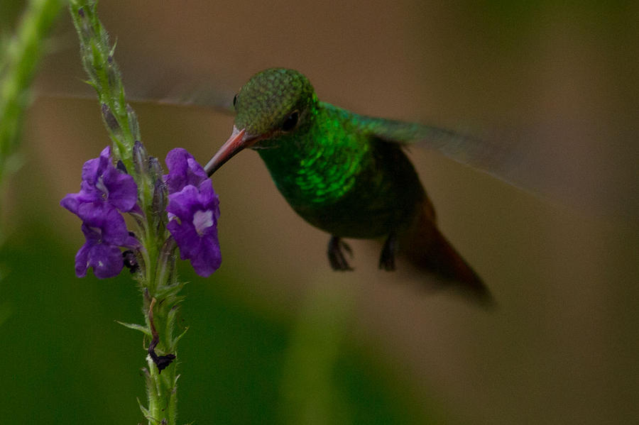 Rufous Tailed Hummingbird Costa Rica Photograph by Natural Focal Point Photography