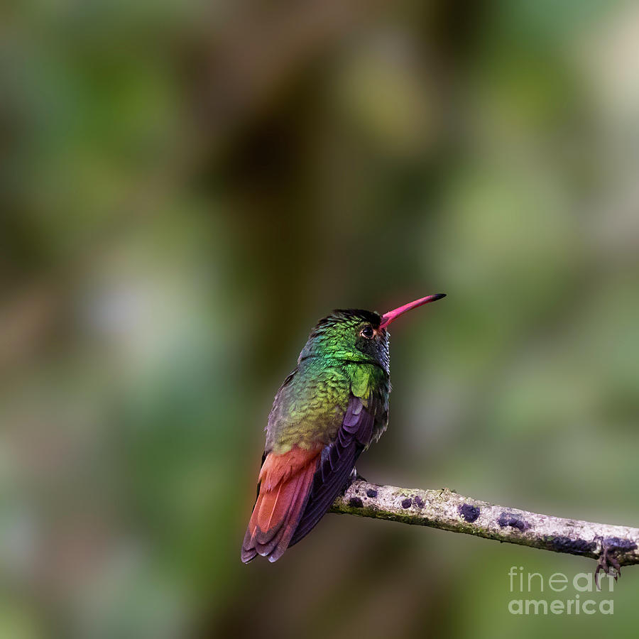 Hummingbird Photograph - Rufous-tailed Hummingbird by Heiko Koehrer-Wagner