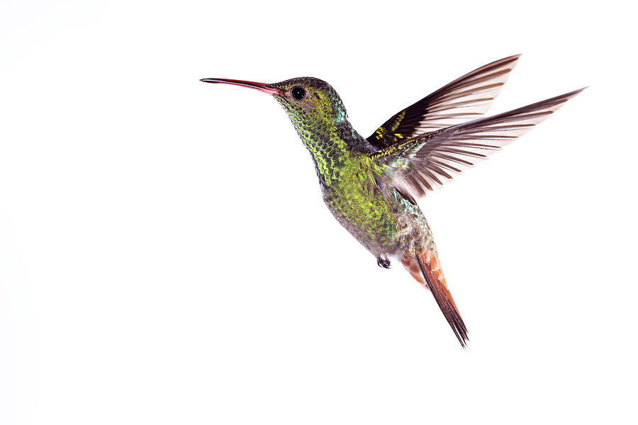 Hummingbird Photograph - Rufous-tailed Hummingbird by Nicolas Reusens/science Photo Library