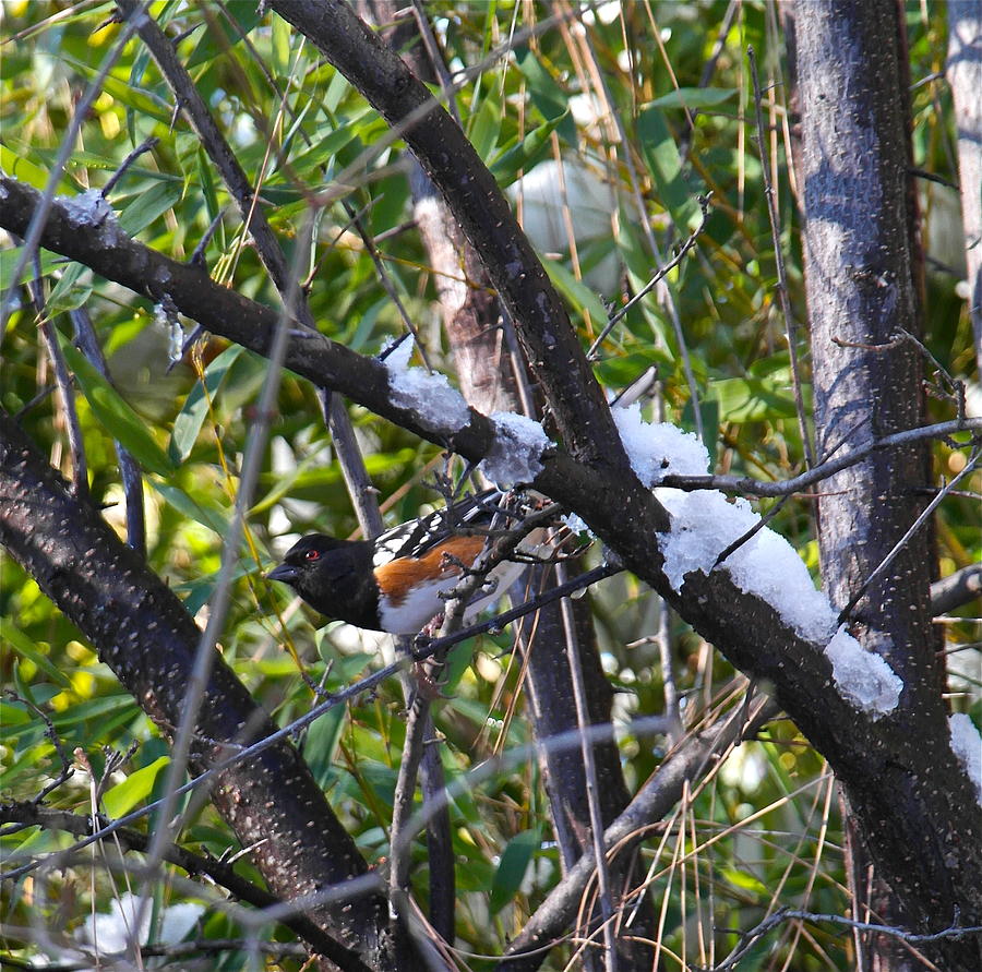Rufous Towhee in Winter Photograph by Michele Myers