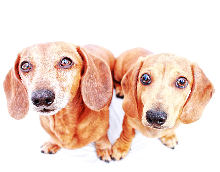 Dachshund Photograph - Rufus and Milo Heart  by Johnny Ortez-Tibbels