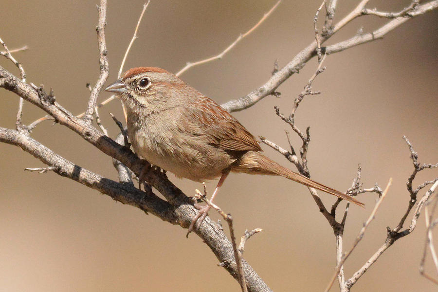 Rufus-crowned Sparrow Photograph by Alan Lenk