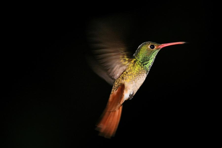 Rufus Hummingbird Photograph by Carlos Luis Camacho Photographs