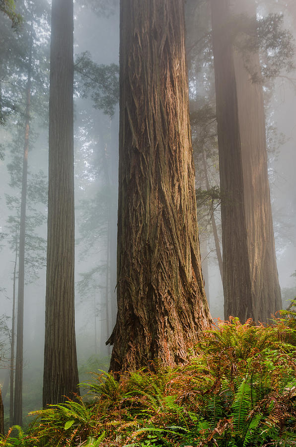 Rugged Redwoods Photograph by Greg Nyquist