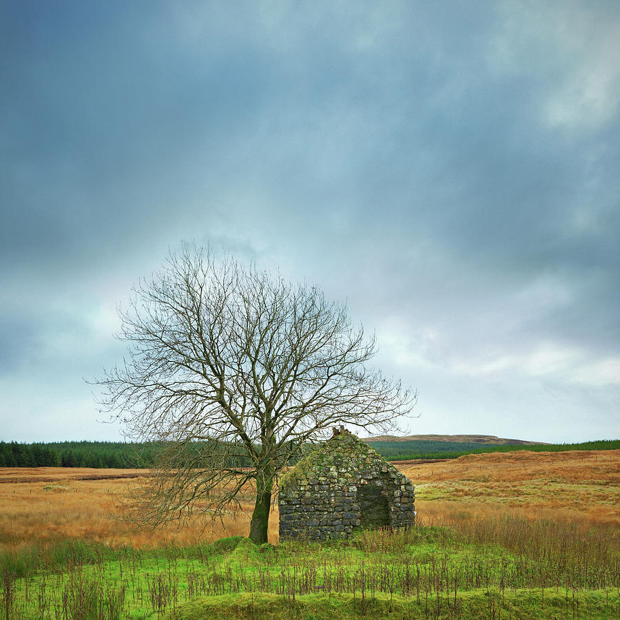 Ruined Stone House And Bare Tree In Photograph by Mammuth