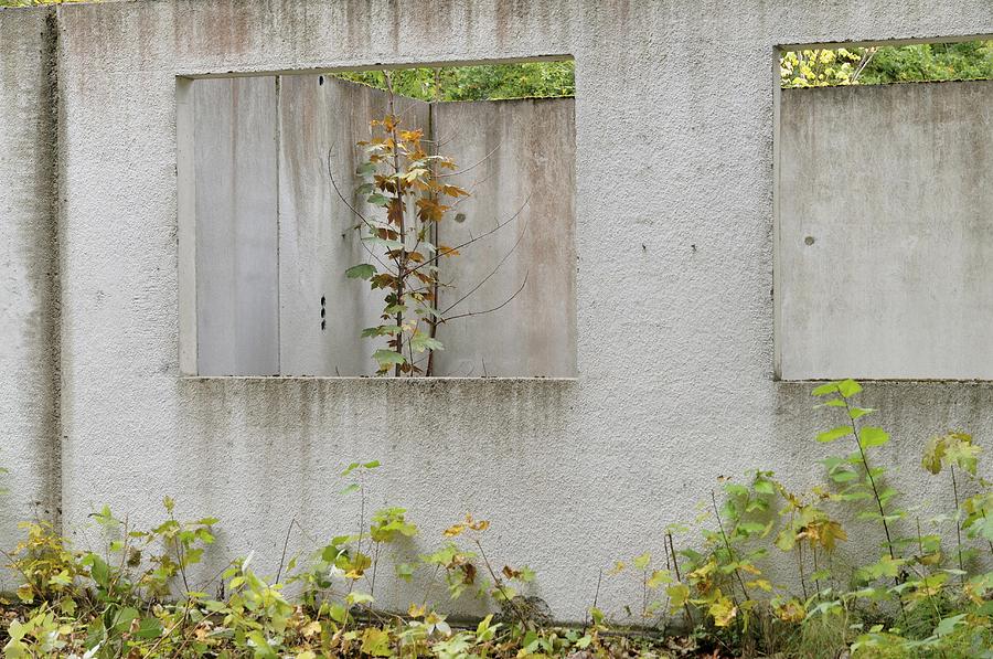 Ruins of a building, prefabricated concrete unit of a house, recaptured by nature, Mecklenburg-Western Pomerania, Germany Photograph by Frederik