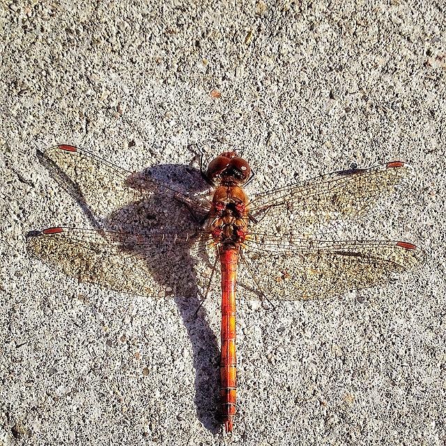 Rule Of Third – Dragonfly-style Photograph by Melanie Stork