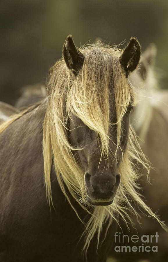 Rum Pony Photograph by John Cancalosi