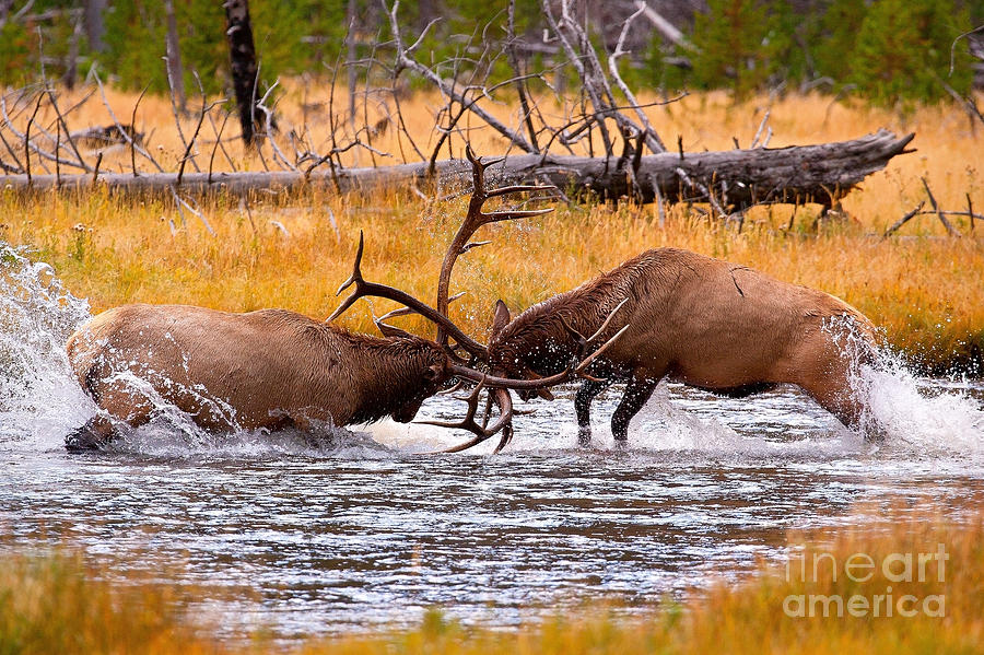Yellowstone National Park Photograph - Rumble in the River by Aaron Whittemore