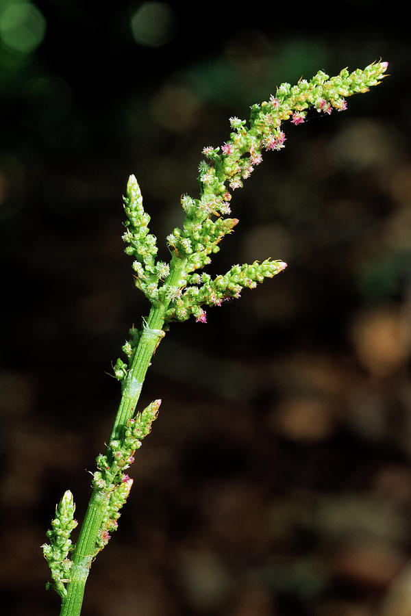 Rumex Nebroides Photograph by Bruno Petriglia/science Photo Library