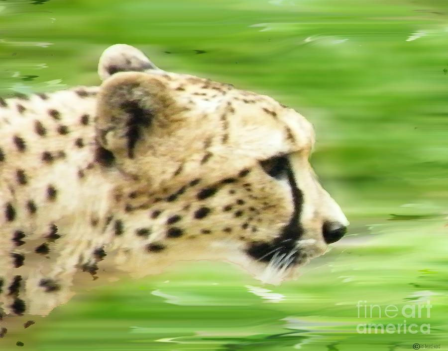 Run Cheetah Run Digital Art by Lizi Beard-Ward