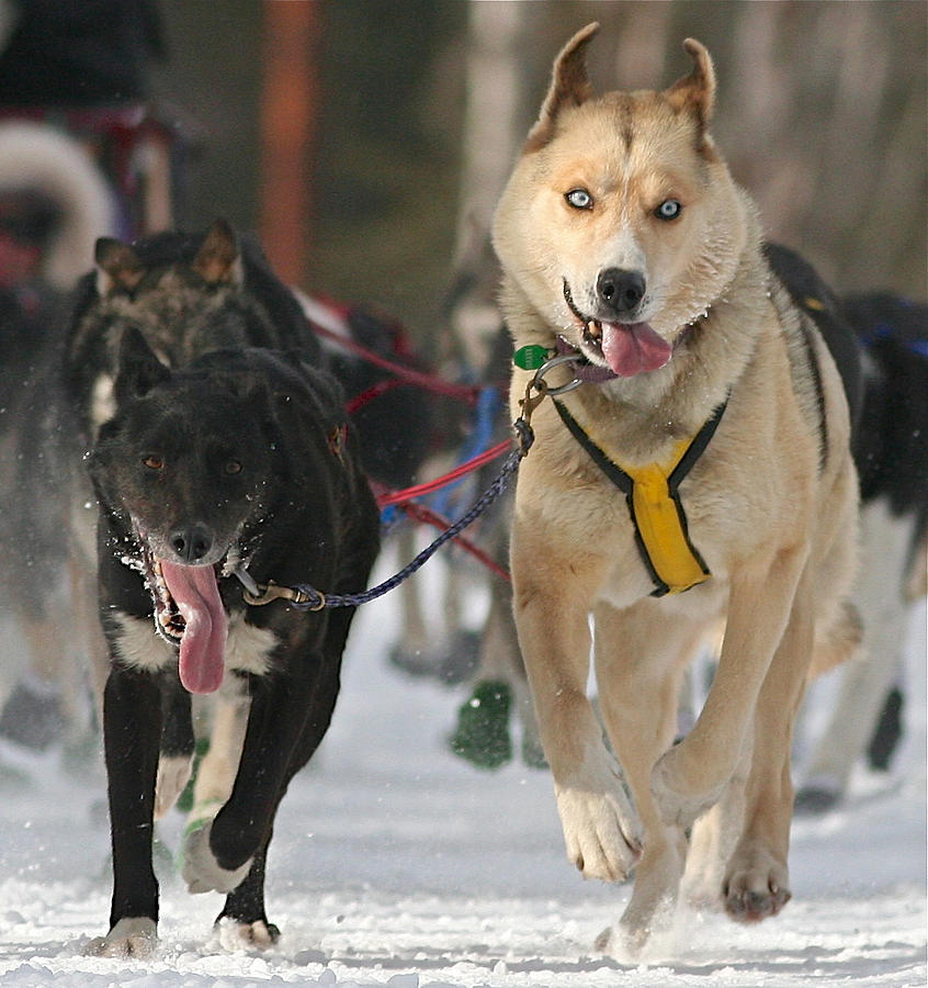 Run Husky Photograph by Donna Quante
