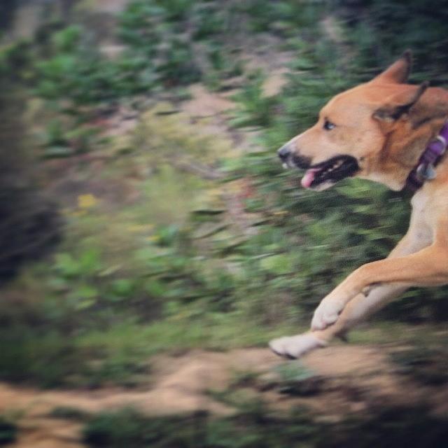 Dog Photograph - Run Leeloo Run!!!!
#dog #dogs by Melissa DuBow