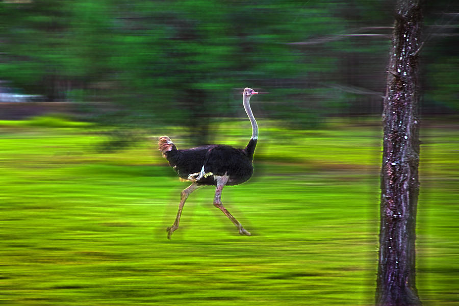 Run Ostrich Photograph by Miroslava Jurcik
