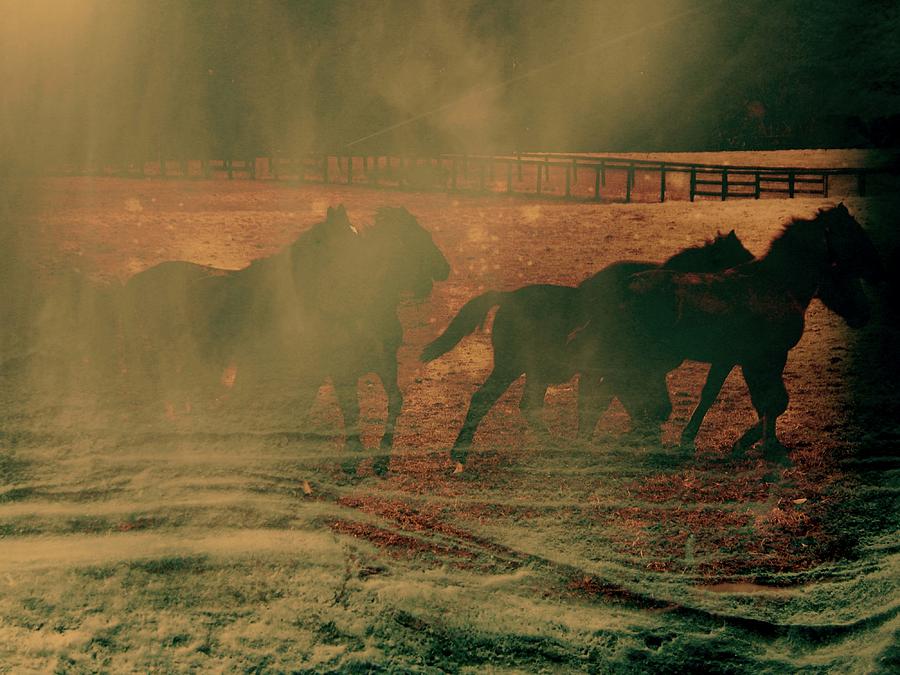 Horse Photograph - Run  by Rick Todaro