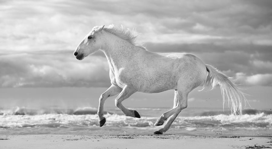 Horse Photograph - Run White Horses III by Tim Booth