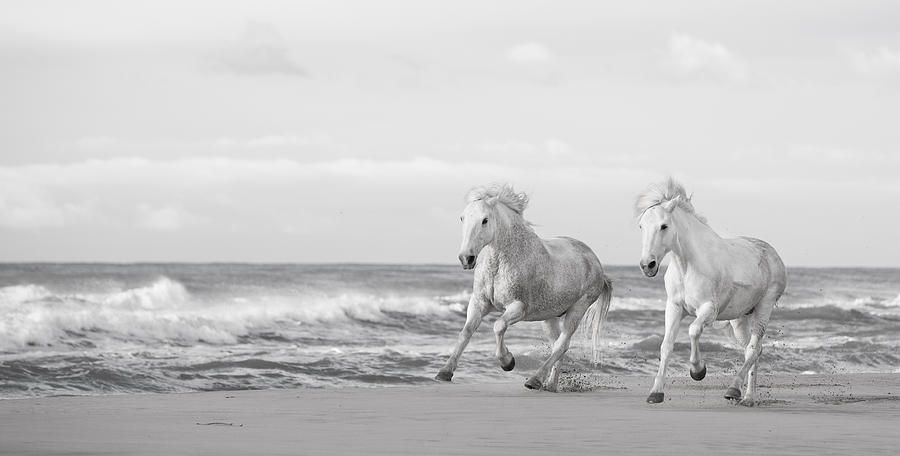 Horse Photograph - Run White Horses VI by Tim Booth