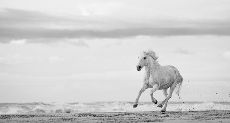 Horse Photograph - Run White Horses VII by Tim Booth