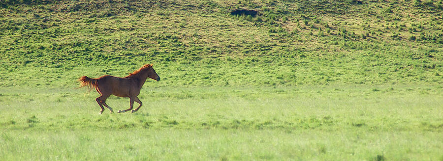 Horse Photograph - Runaway Colt Panorama by Mary Lee Dereske
