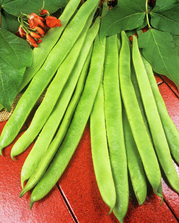 Runner Beans Photograph by Ray Lacey/science Photo Library