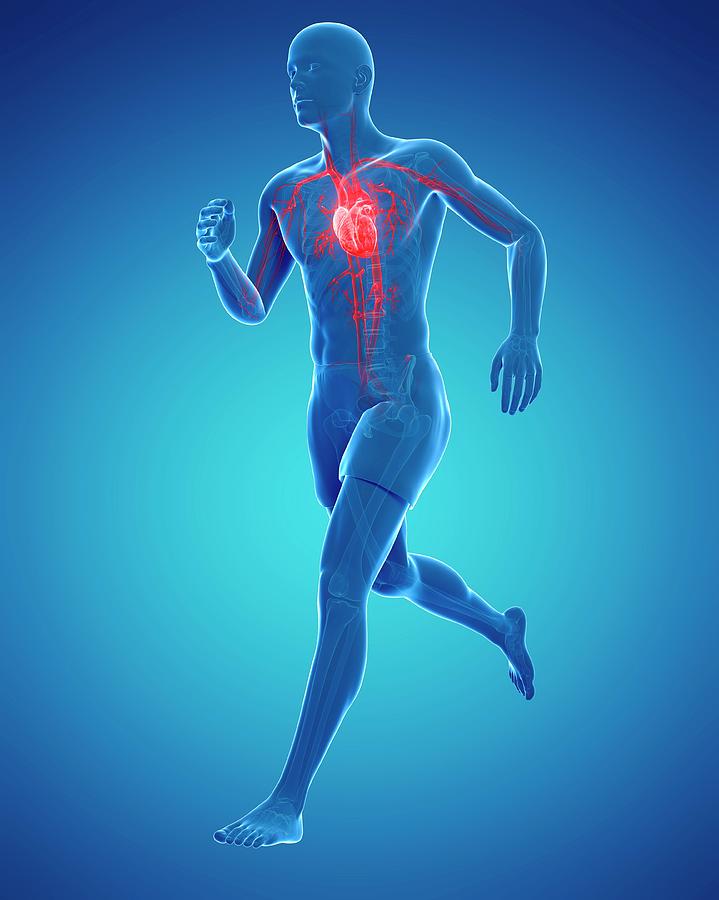 Runners Heart Photograph by Sciepro/science Photo Library Fine Art
