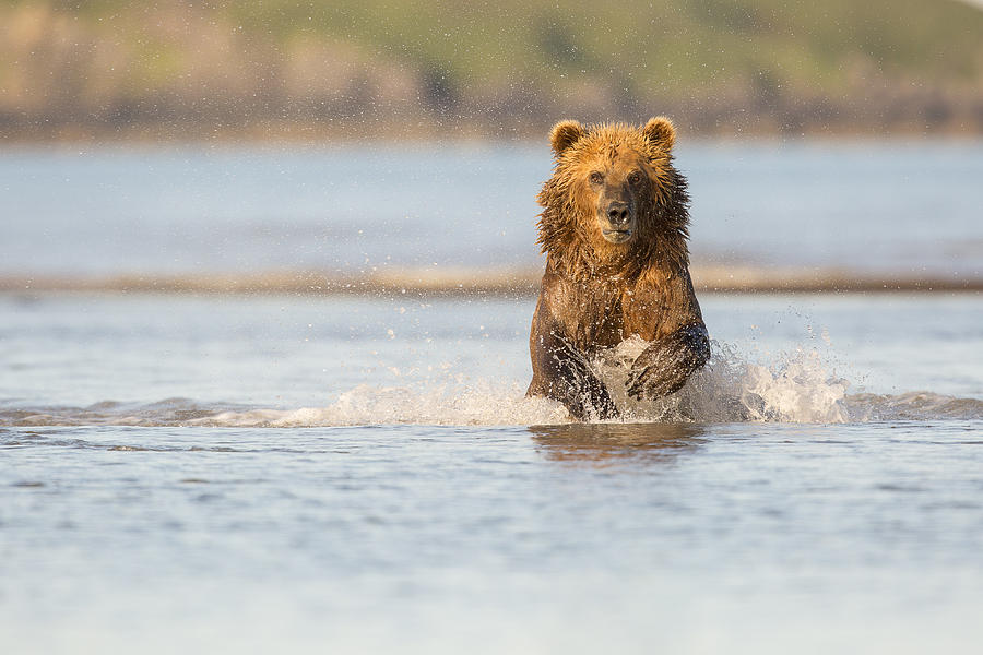 Katmai National Park Photograph - Running after the Salmon by Tim Grams