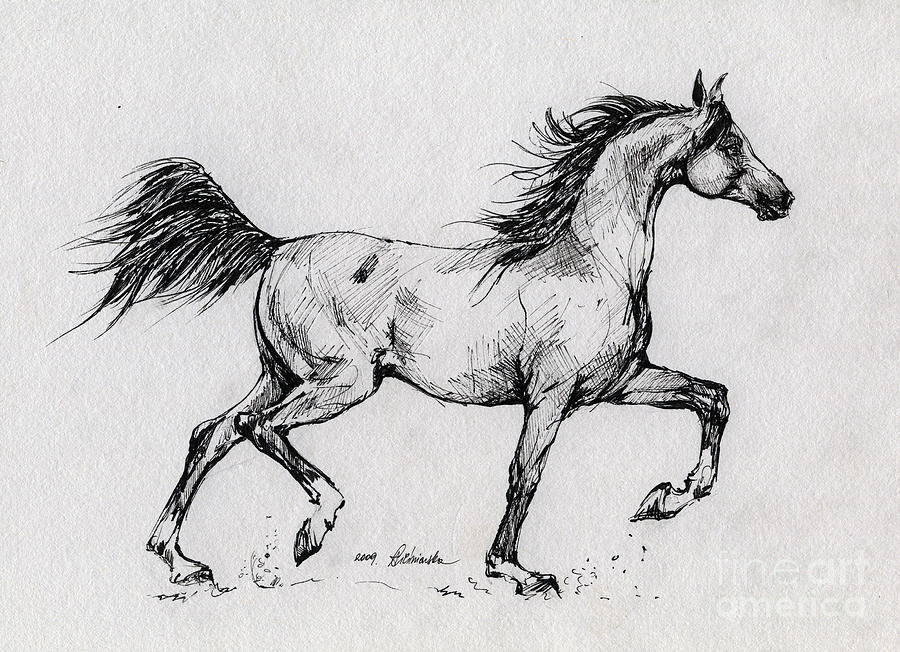 Running Arabian Horse Drawing 1 Drawing by Angel Ciesniarska