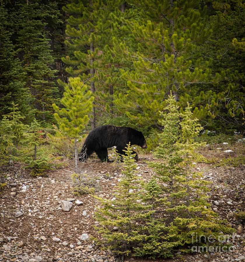 Running Bear Photograph by Blake Webster