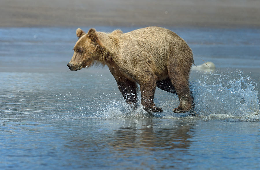 Running Bear Photograph