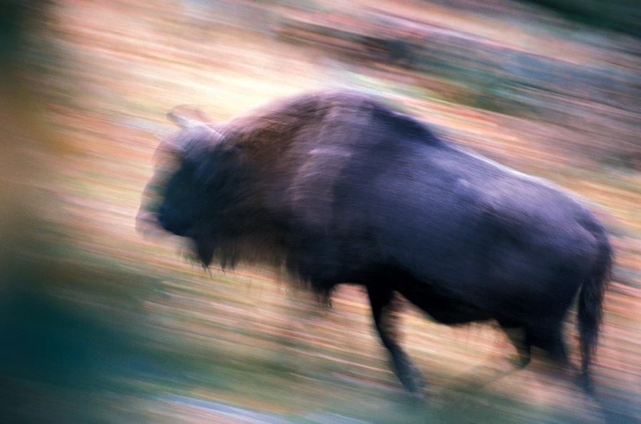 Running bison Photograph by Ulrich Kunst And Bettina Scheidulin