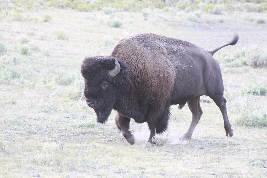 Running Bison Photograph by Robin Pedrero