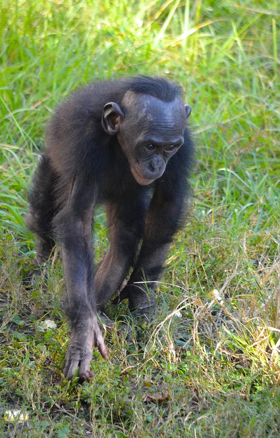 Jacksonville Photograph - Running Bonobo by Richard Bryce and Family