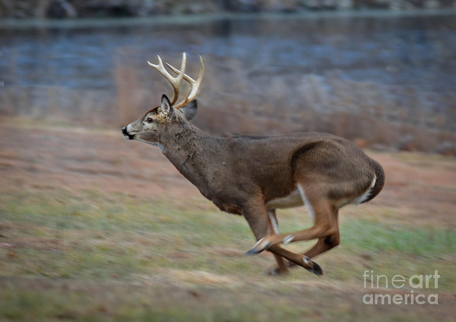 Running Buck Photograph by Amy Porter