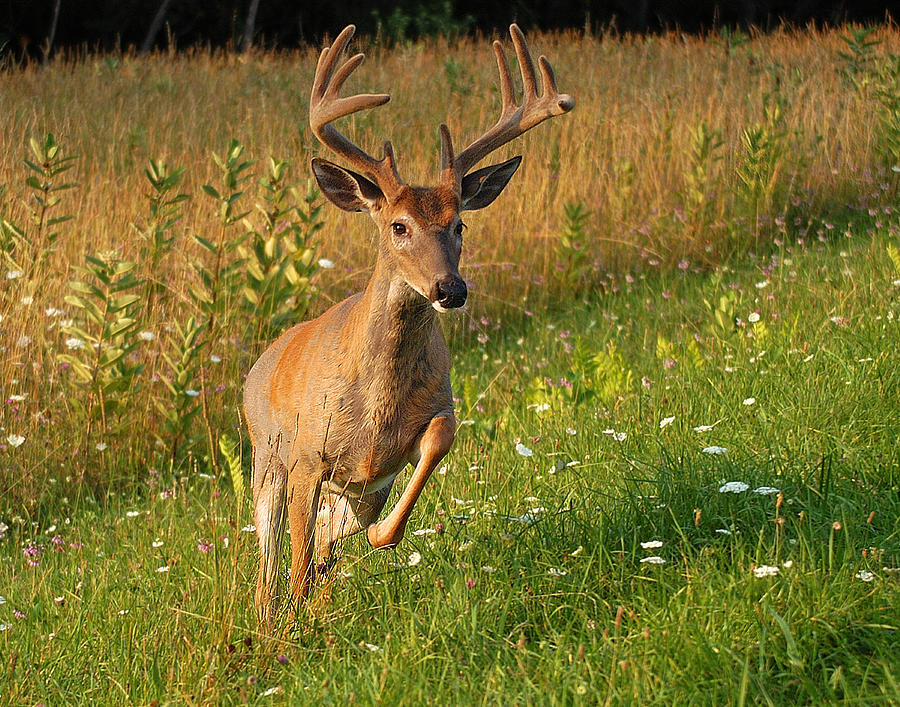 Deer Photograph - Running Buck by Jack Nevitt