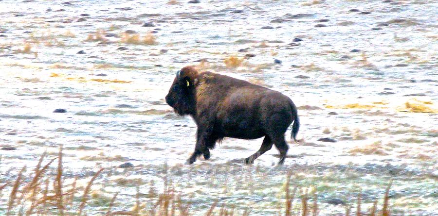 Running Buffalo Child Photograph by Brian Sereda
