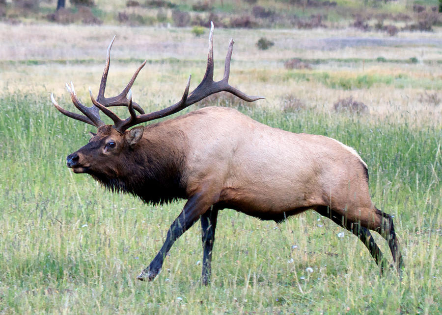 Running Bull Elk Photograph by Lena Owens - OLena Art Vibrant Palette Knife and Graphic Design
