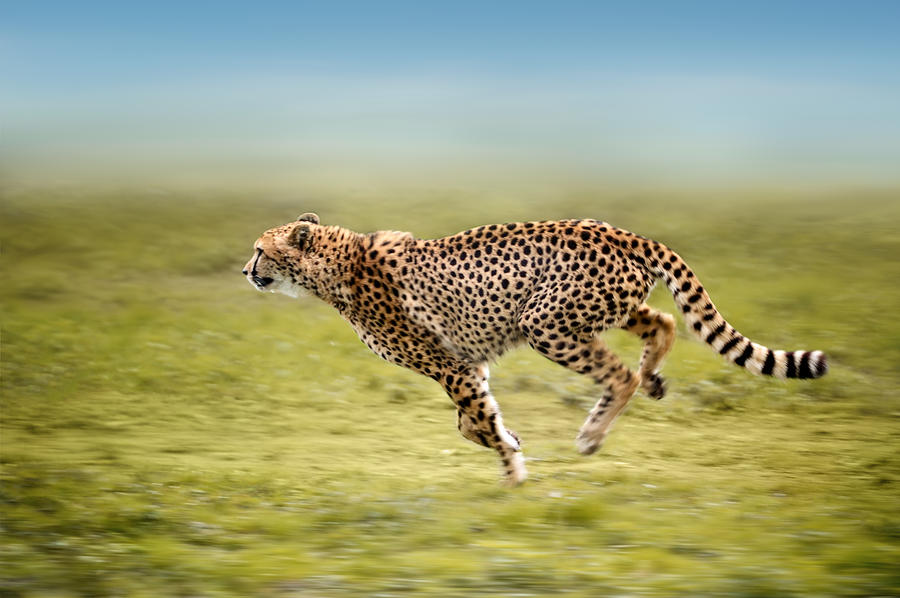 Running Cheetah Photograph by Freder