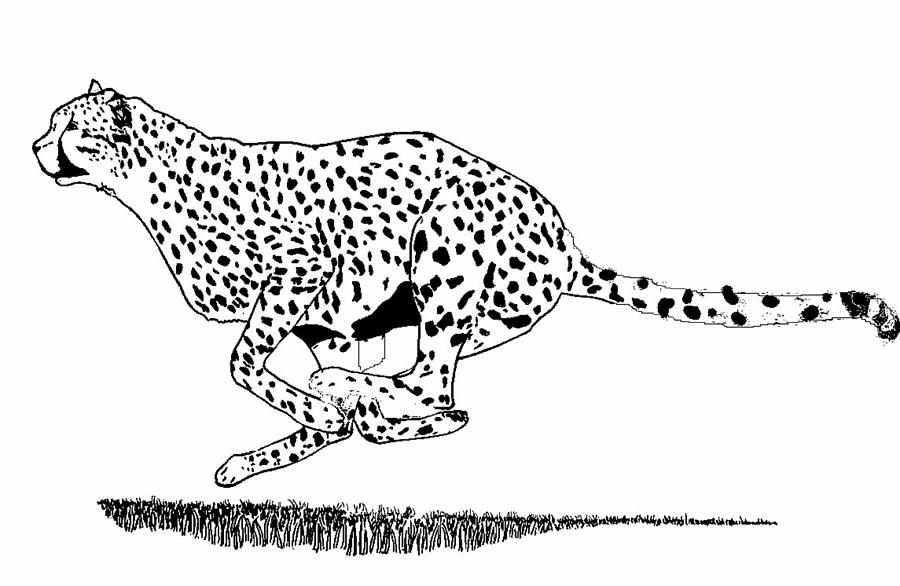 Running Cheetah Spotted Drawing by Teresa Peterson