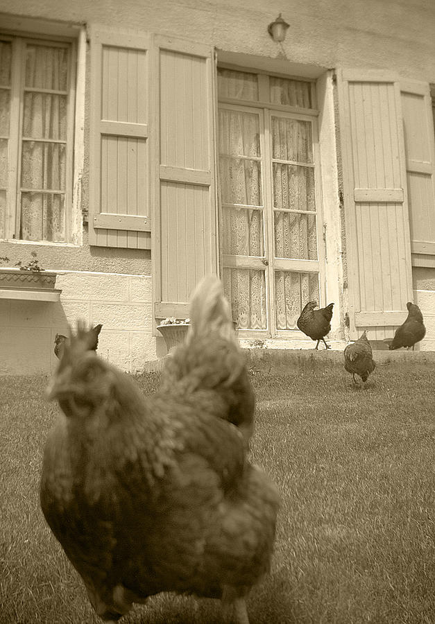 Running Chickens Photograph by Matthew Pace