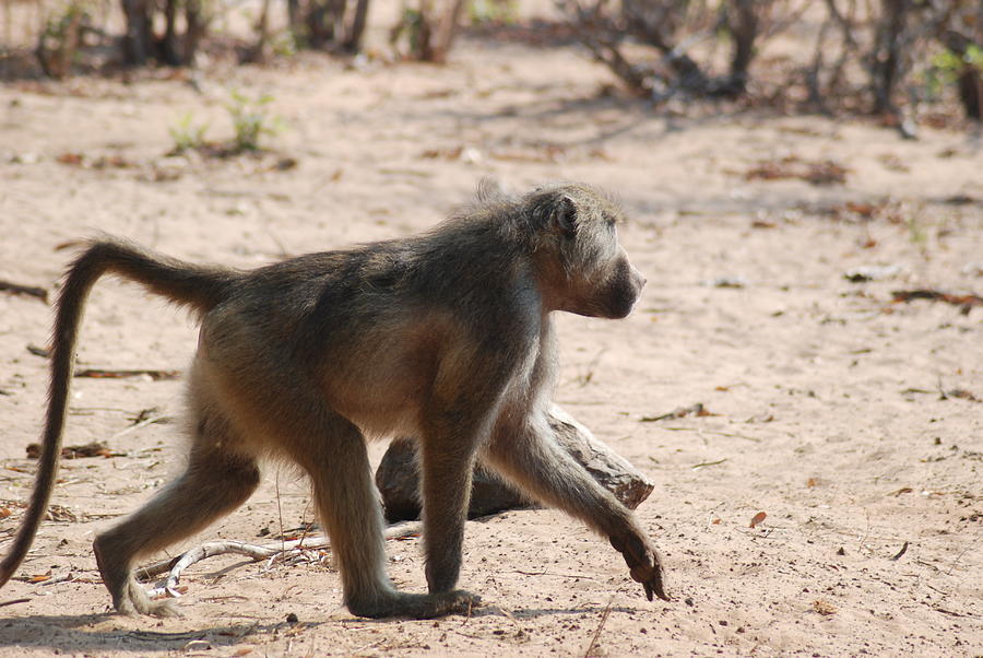 Running Chimp Photograph by Cameron Clegg - Fine Art America