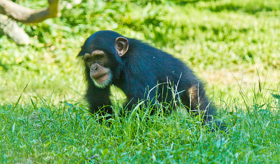 Running Chimp Photograph by Jonny D