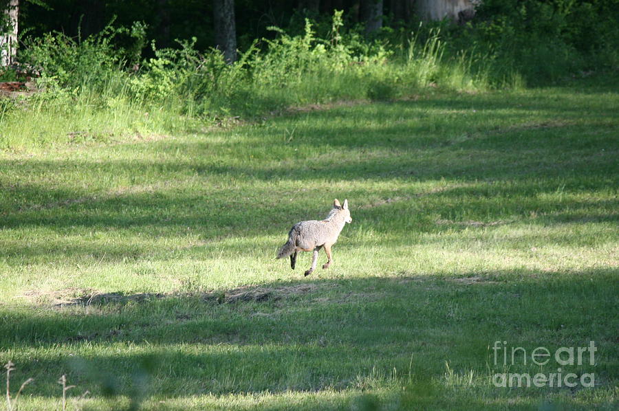 Eastern Coyote on the Run   Photograph by Neal Eslinger