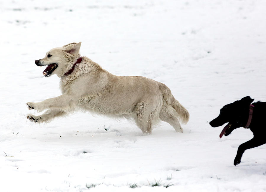 Running Dogs Photograph by David Harding