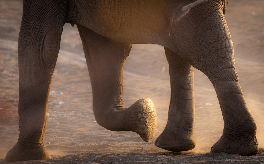 Running Elephant Photograph By Andy Kim Moeller Fine Art America